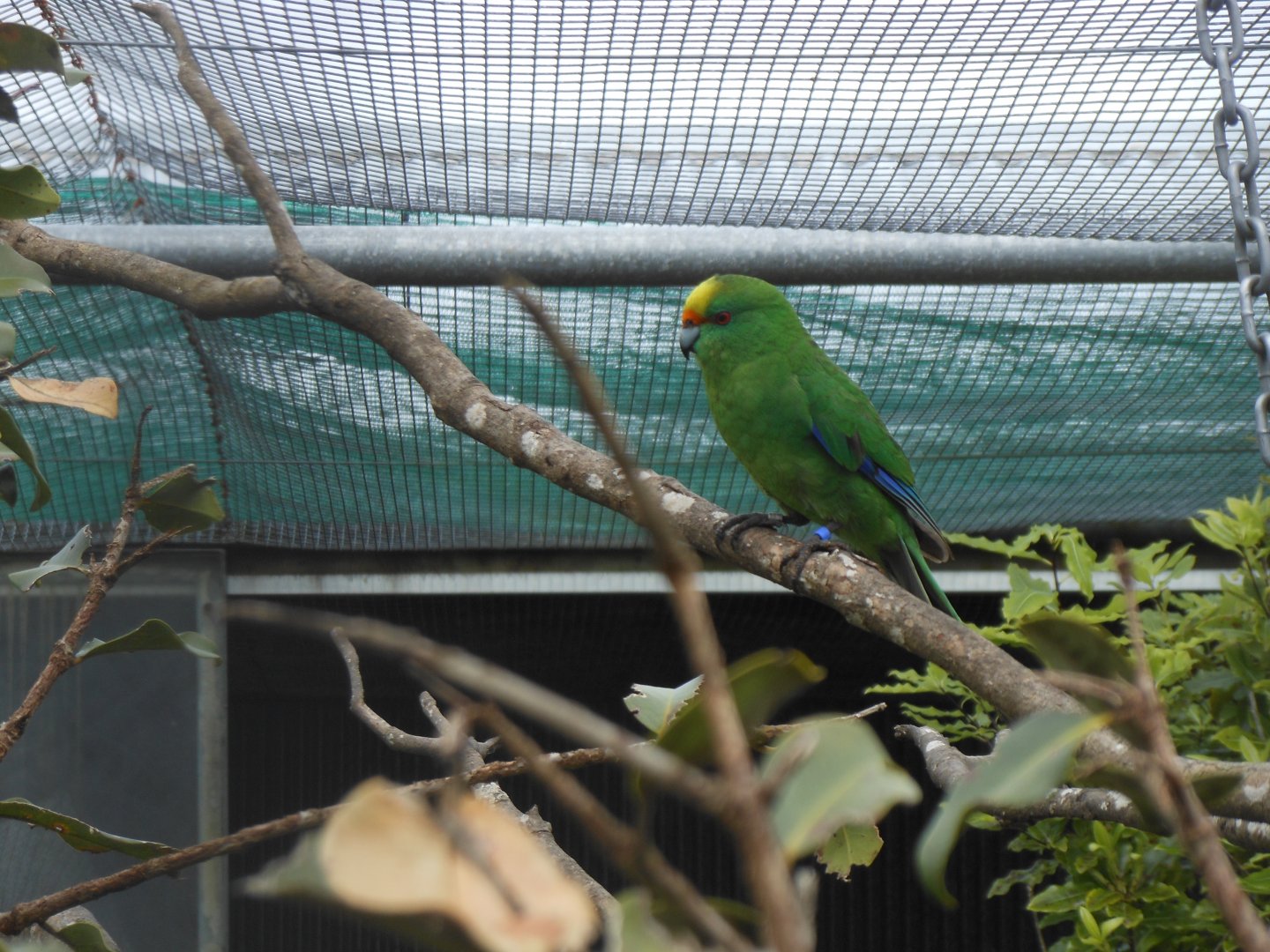 Orange-fronted Kākāriki (Cyanoramphus malherbi)