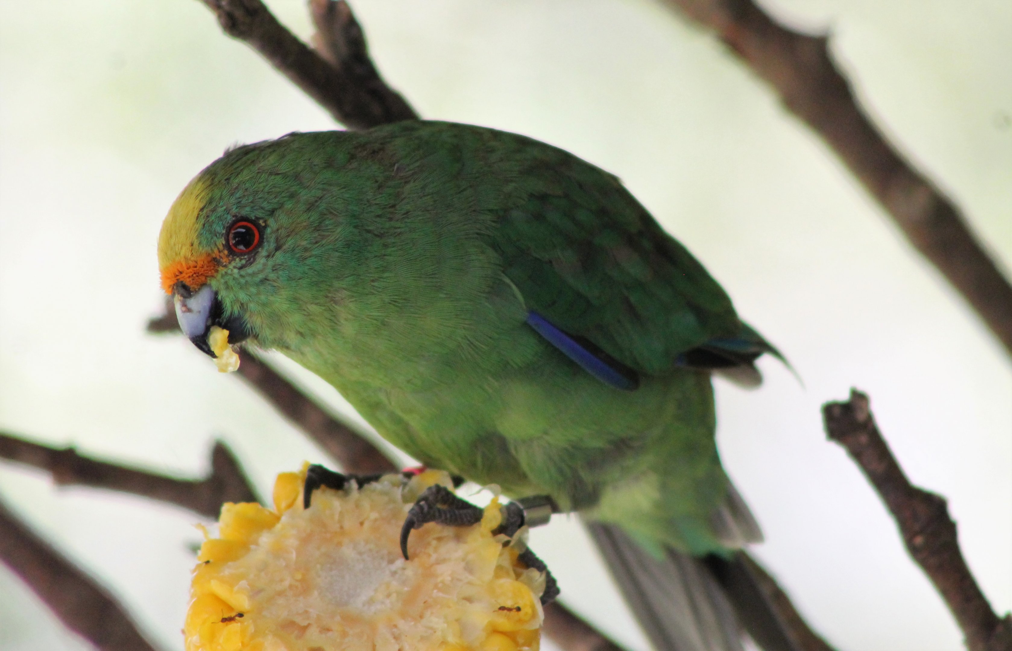 Orange-fronted Kakariki (Cyanoramphus malherbi)