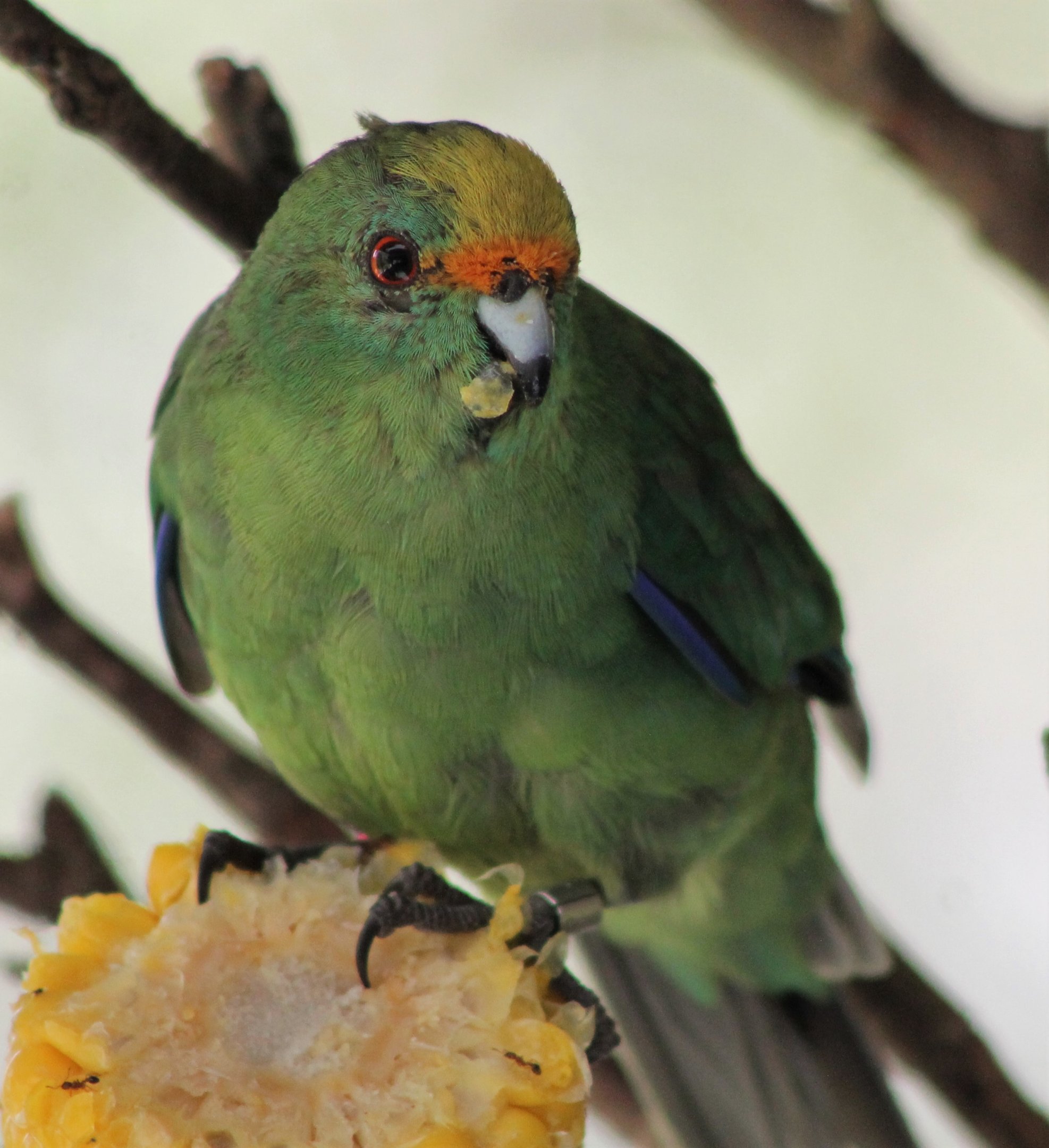 Orange-fronted Kakariki (Cyanoramphus malherbi)