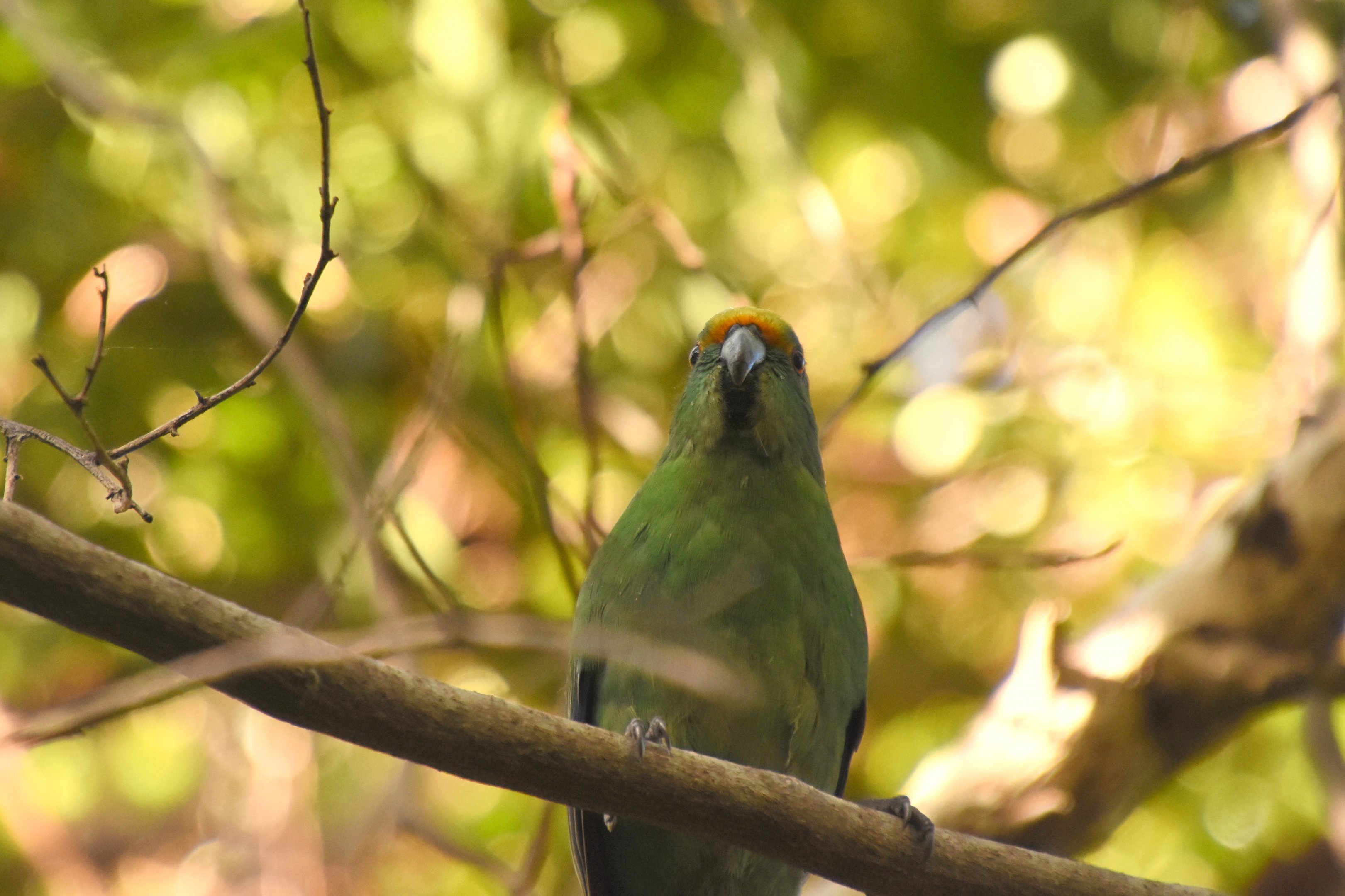 Orange-fronted kakariki