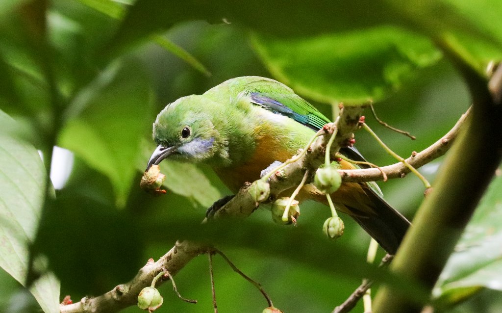 Orange-fronted Leafbird female
