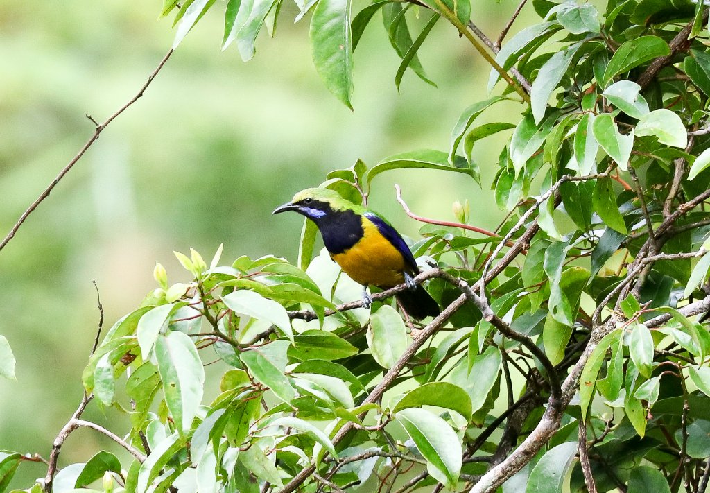 Orange-fronted Leafbird