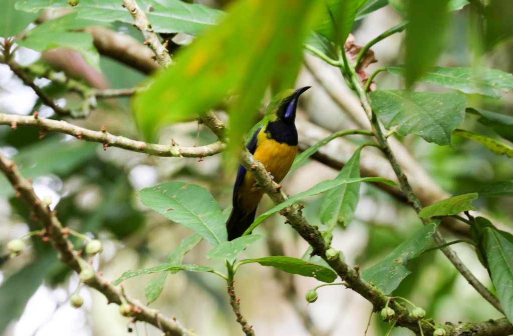 Orange-fronted Leafbird