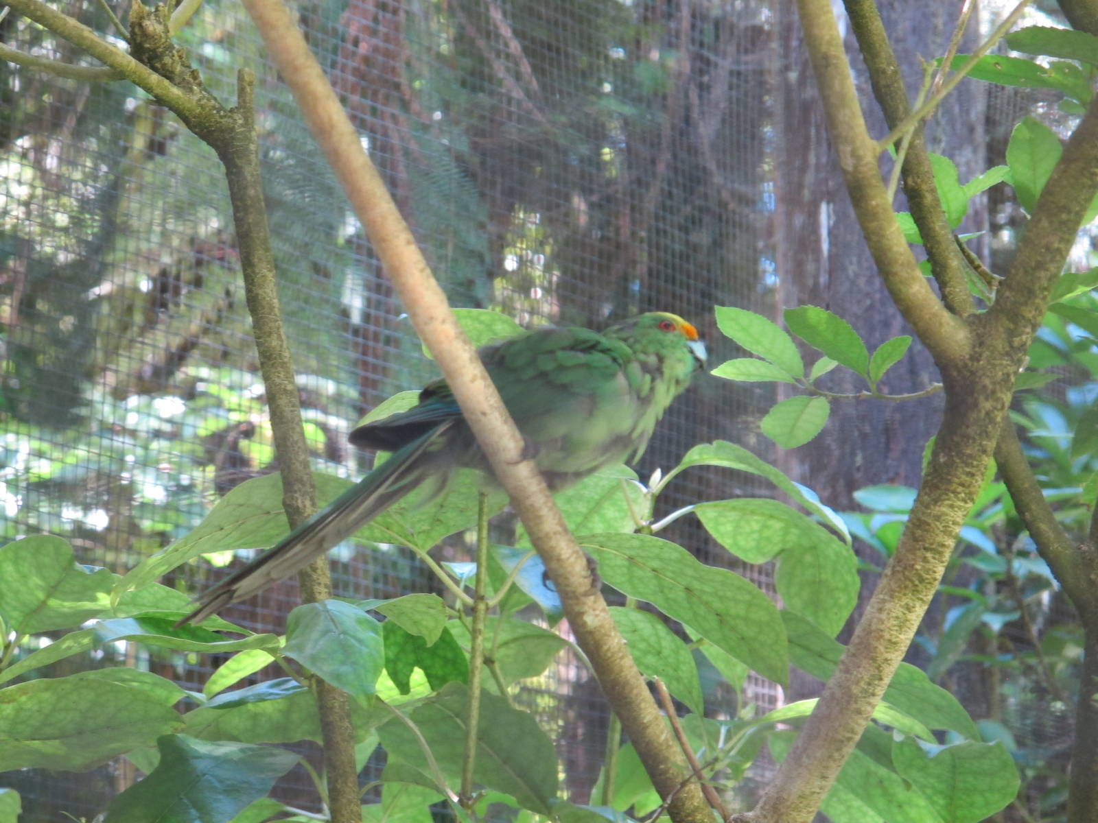 Orange-fronted Parakeet - Mount Bruce February 2013