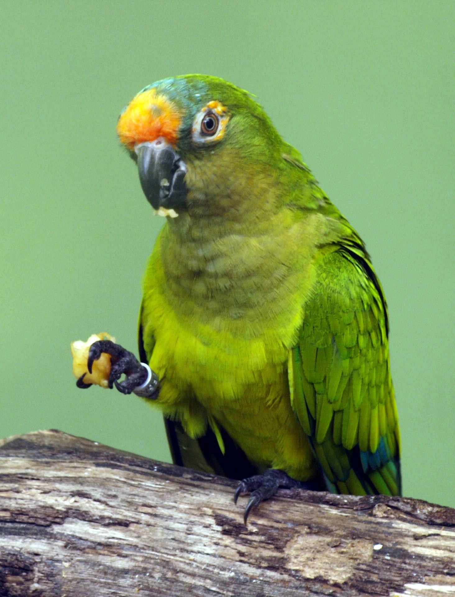 Orange-fronted parakeet