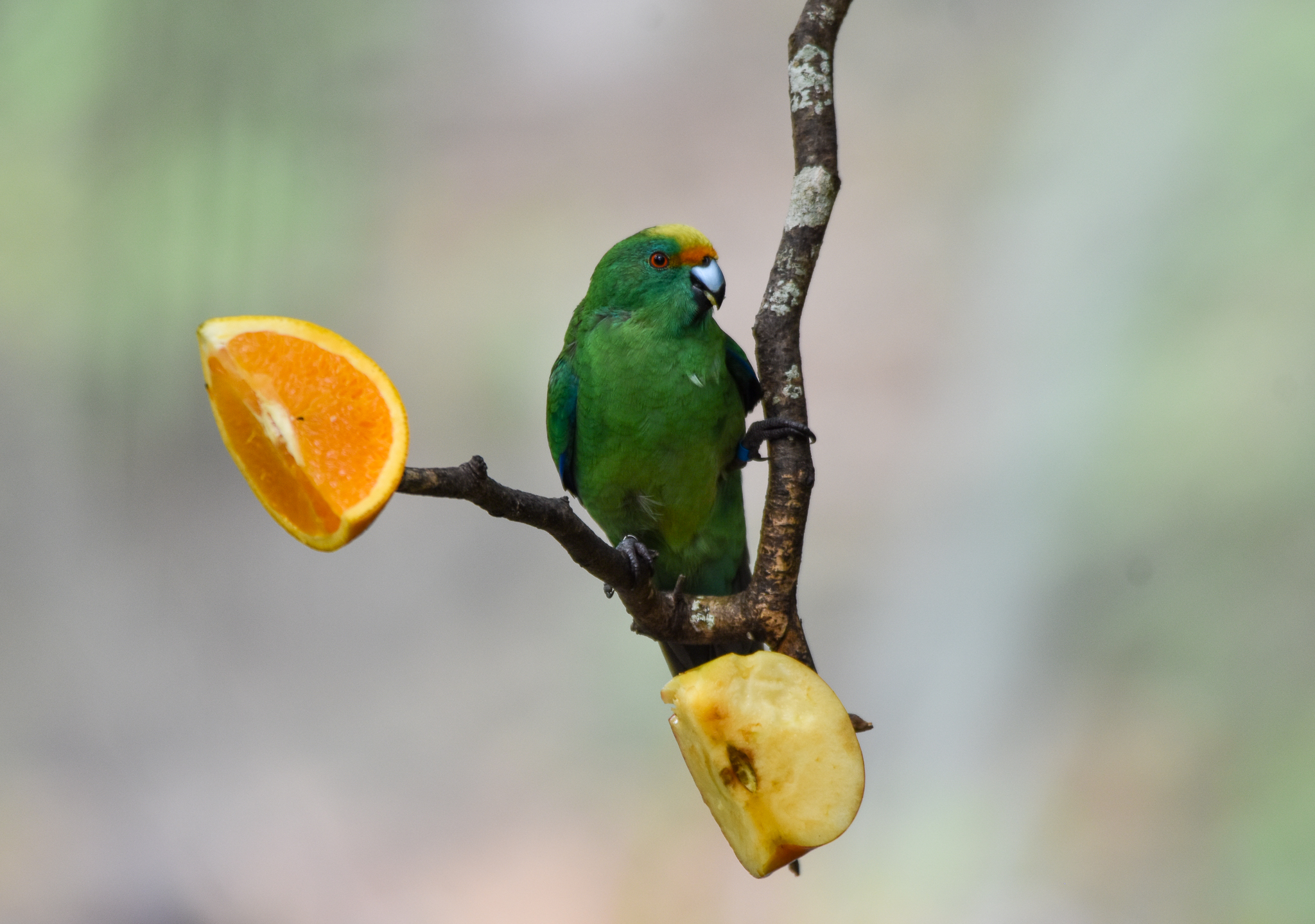 Orange-fronted Parakeet