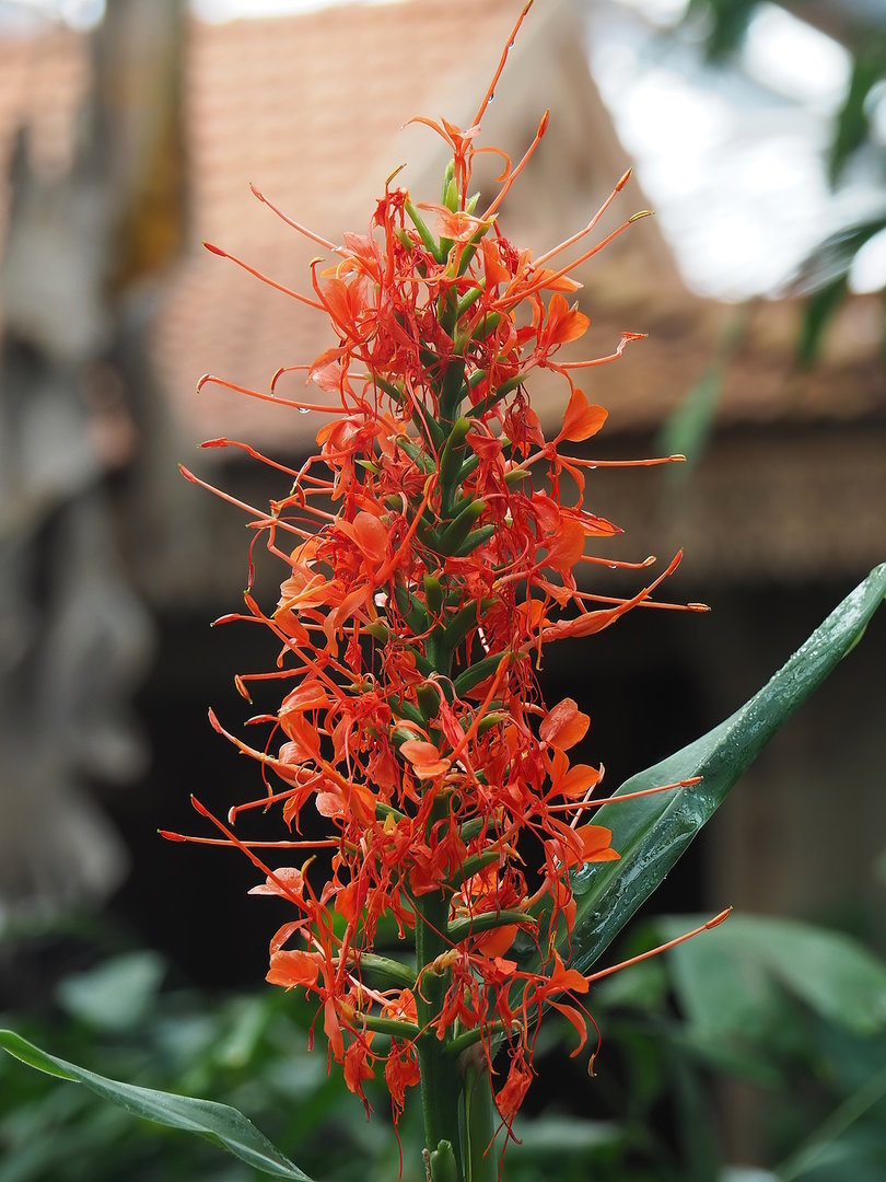Orange gingerlily (Hedychium coccineum) inflorescence, 2022-08-07