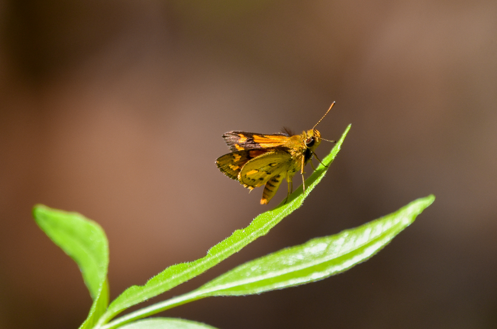 Orange Grass-Dart, Ocybadistes ardea