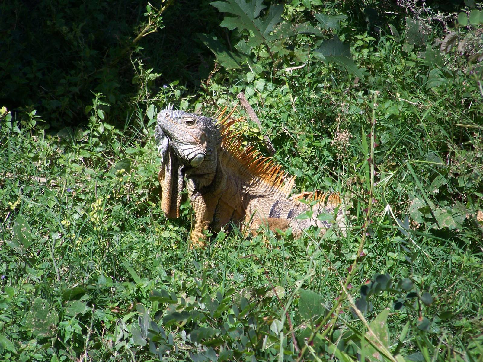 Orange green iguana