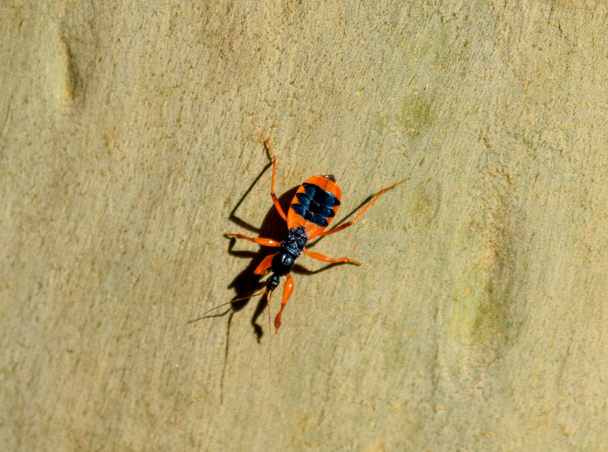 Orange Ground Assassin Bug,  Ectomocoris patricius