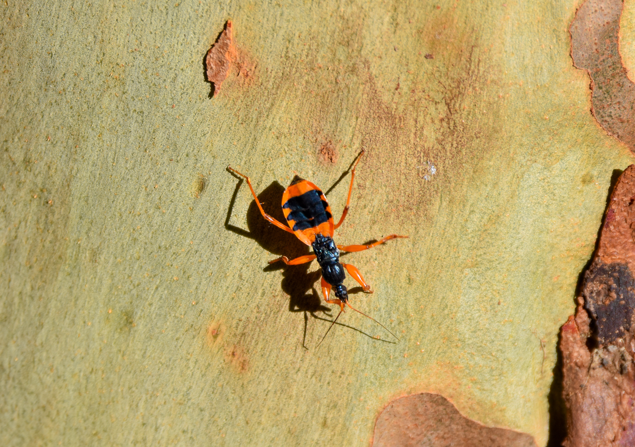 Orange Ground Assassin Bug, Ectomocoris patricius