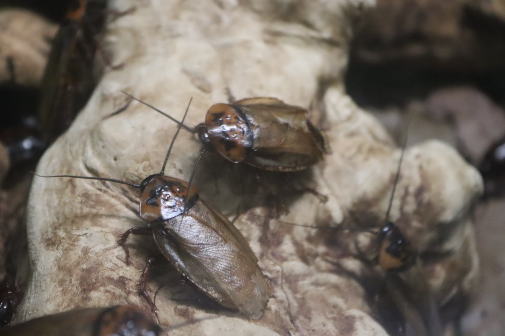 Orange-headed Cockroach (Eublaberus posticus)