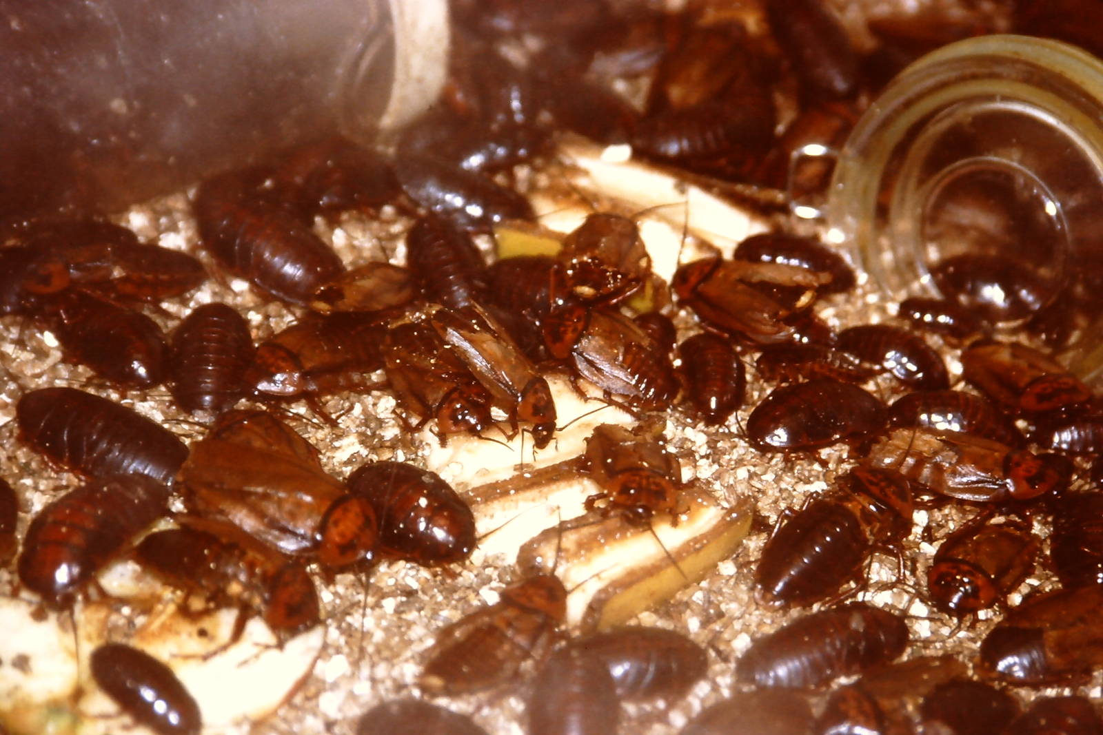 orange-headed cockroaches, Bug World, Liverpool 2010