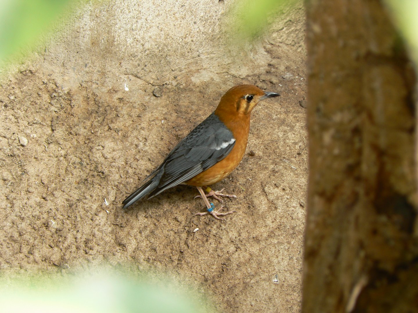 Orange-headed Ground-thrush - 10 April 2017