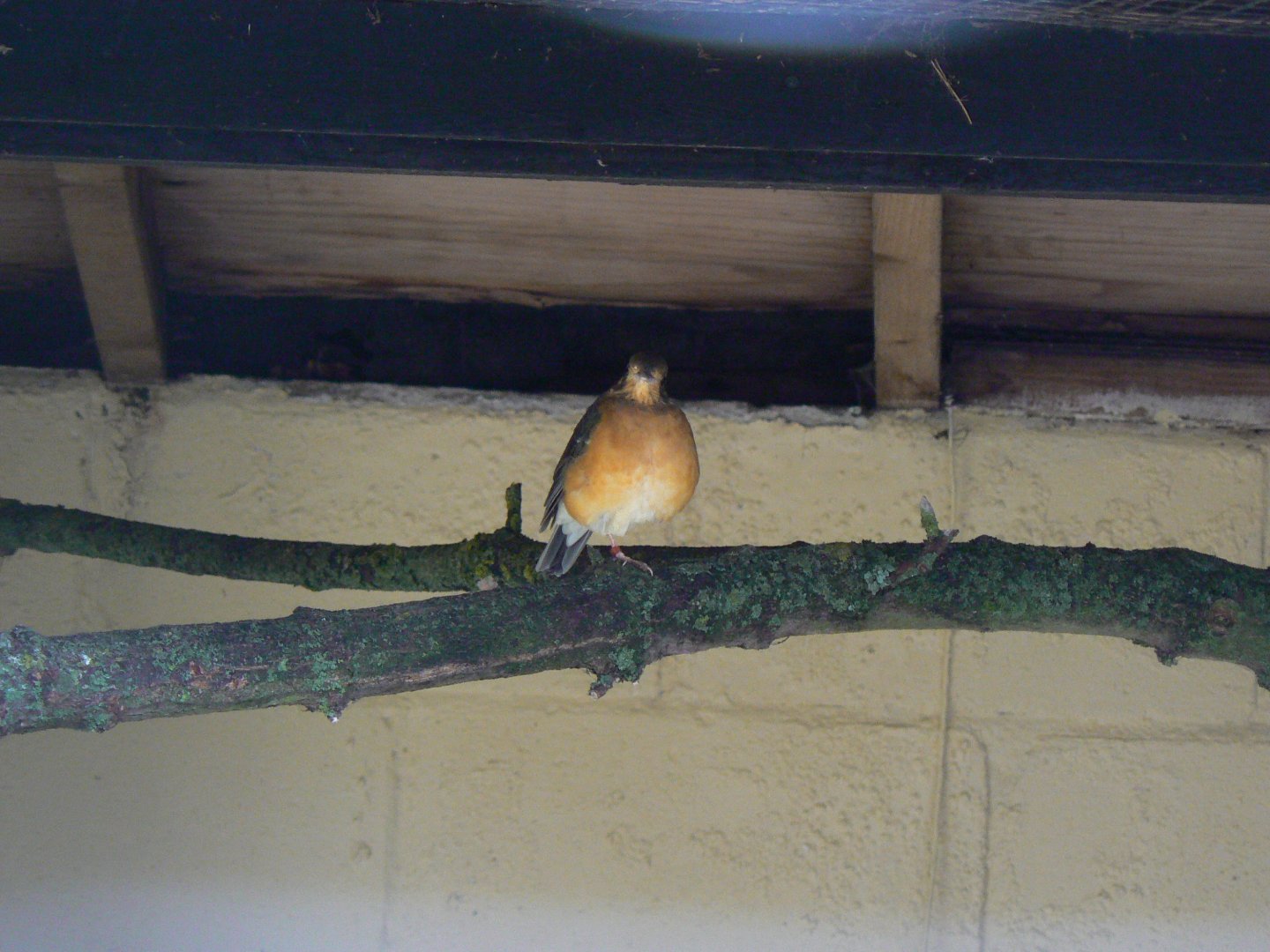 Orange-headed Ground-thrush - 28 January 2017