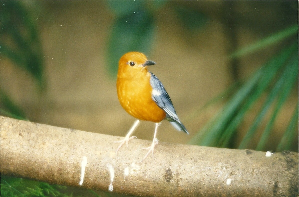 Orange-headed Ground Thrush 4th April 1998