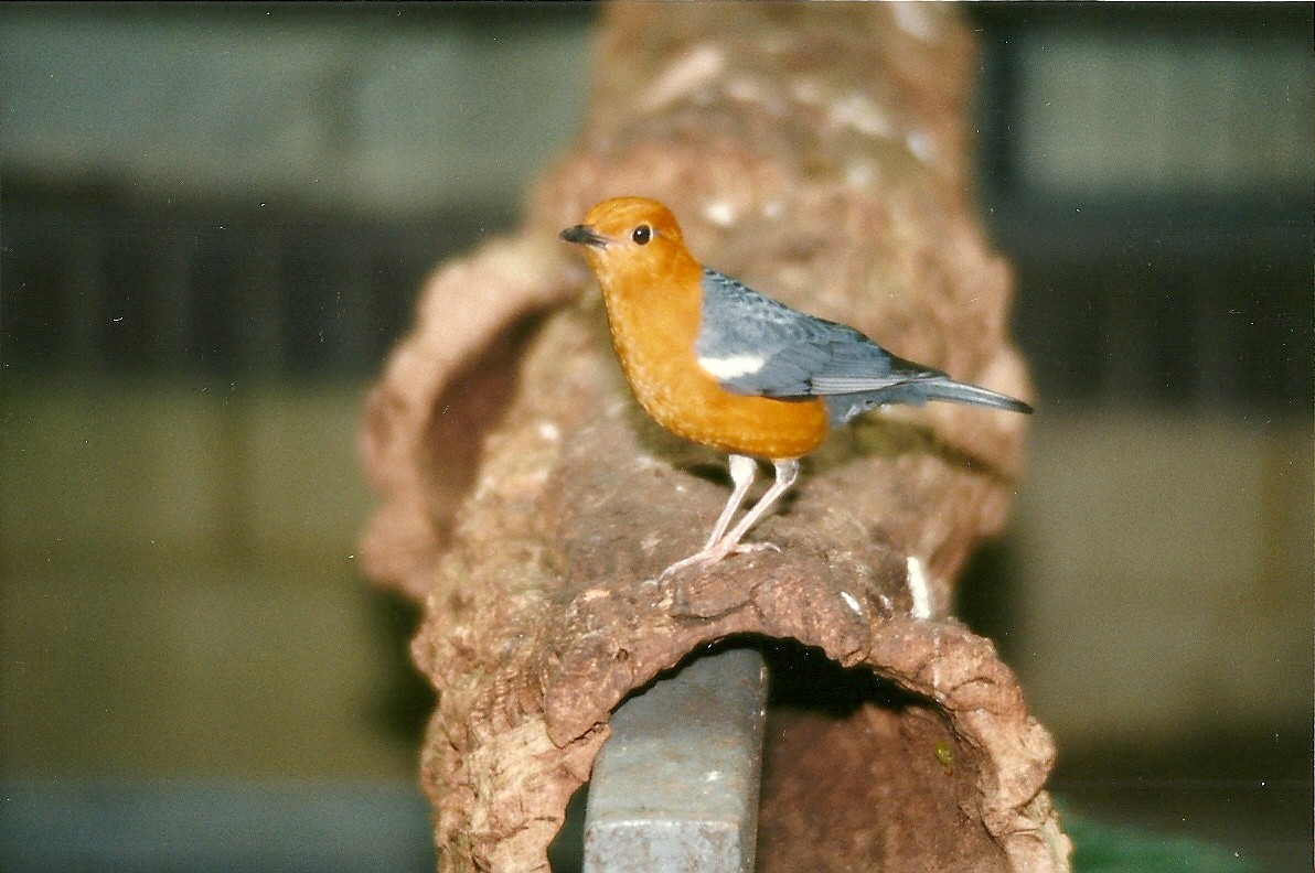 Orange-headed Ground Thrush 5th April 1997