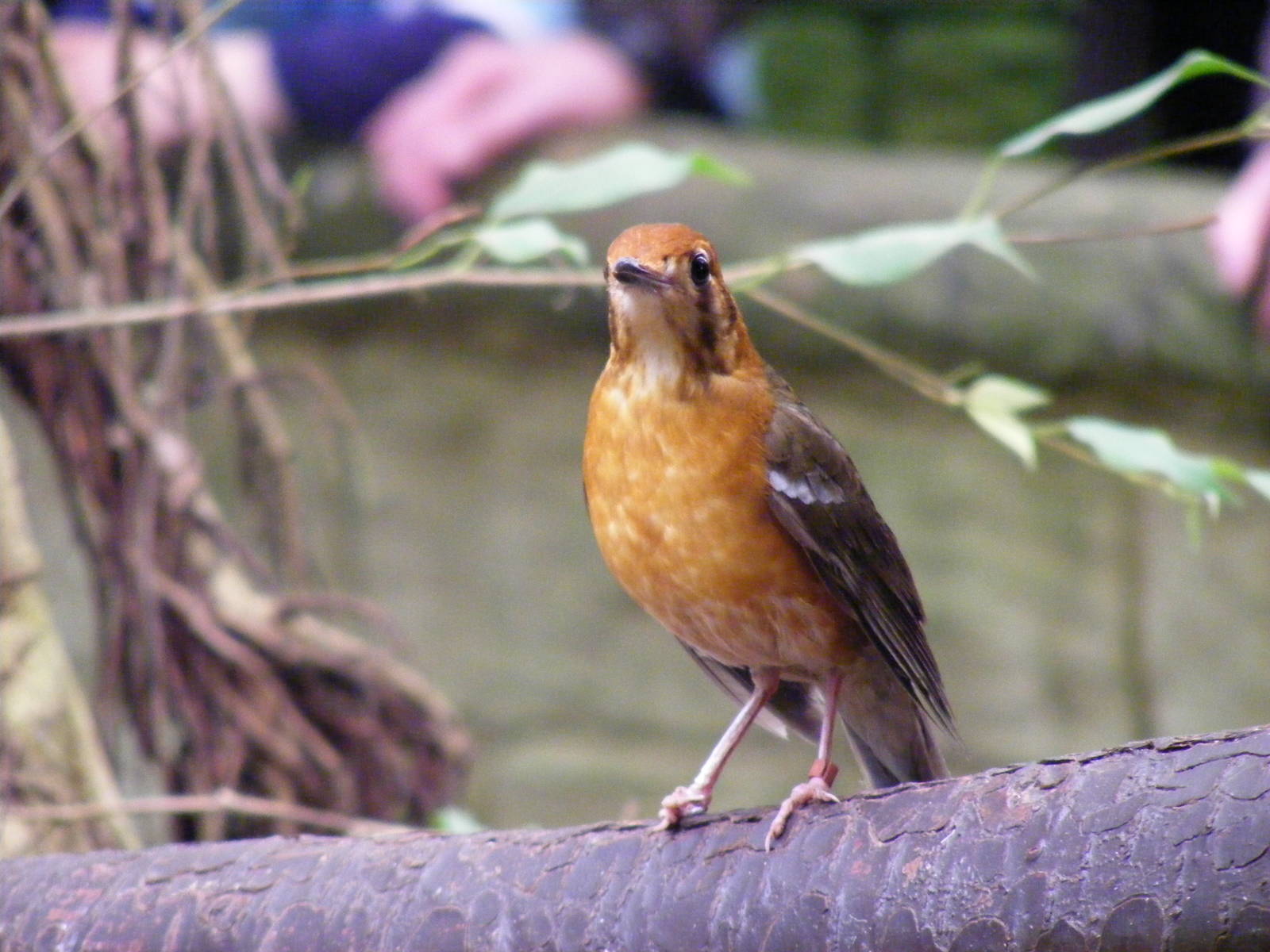 Orange-headed ground thrush at Amazon World, 5 April 2010