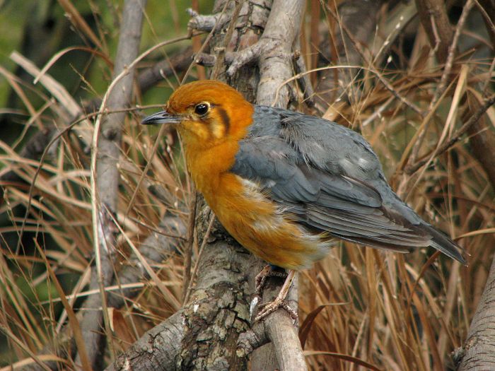 Orange headed ground thrush at Prague zoo
