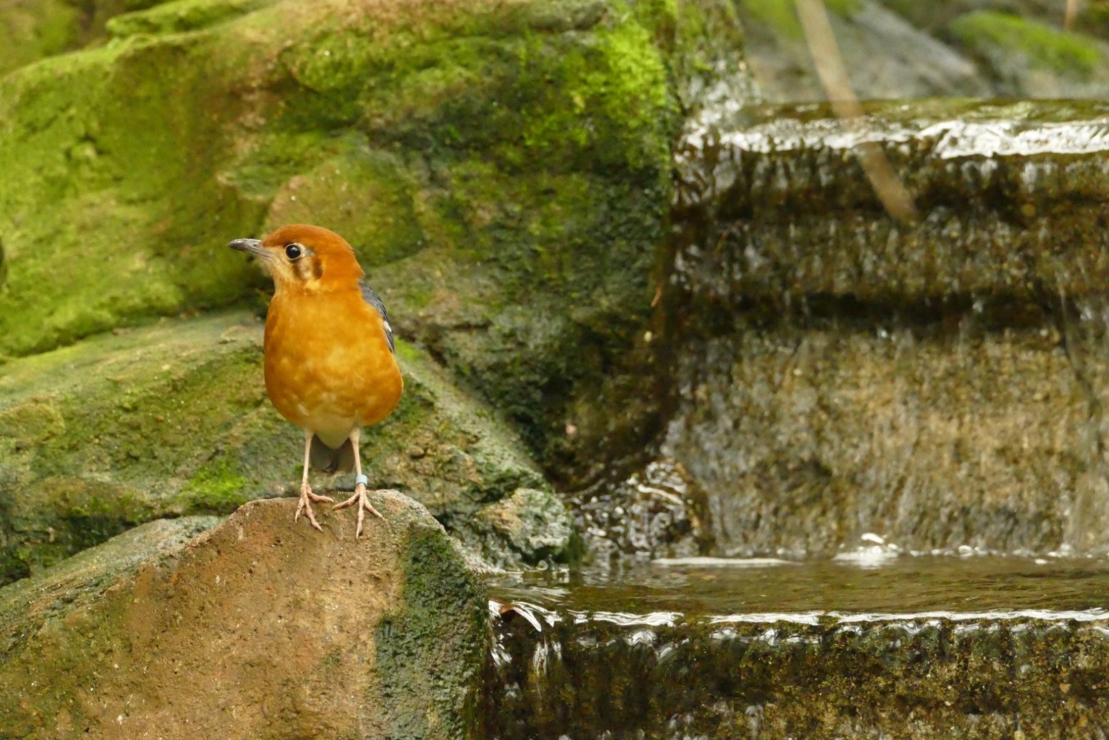 Orange-headed ground thrush, between Tropical and Desert houses, May 2021