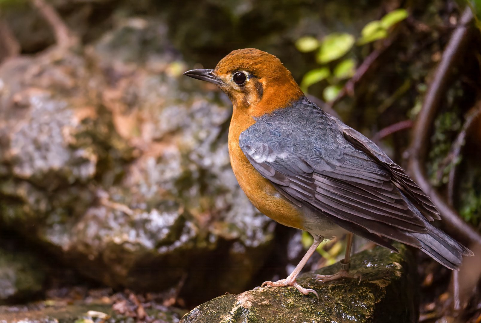 Orange headed ground thrush, CWP, UK