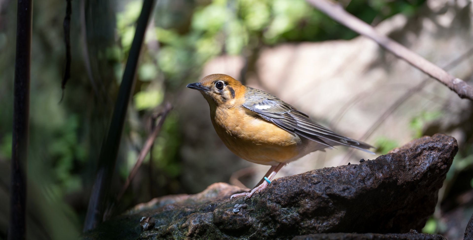 Orange headed ground thrush, CWP, UK