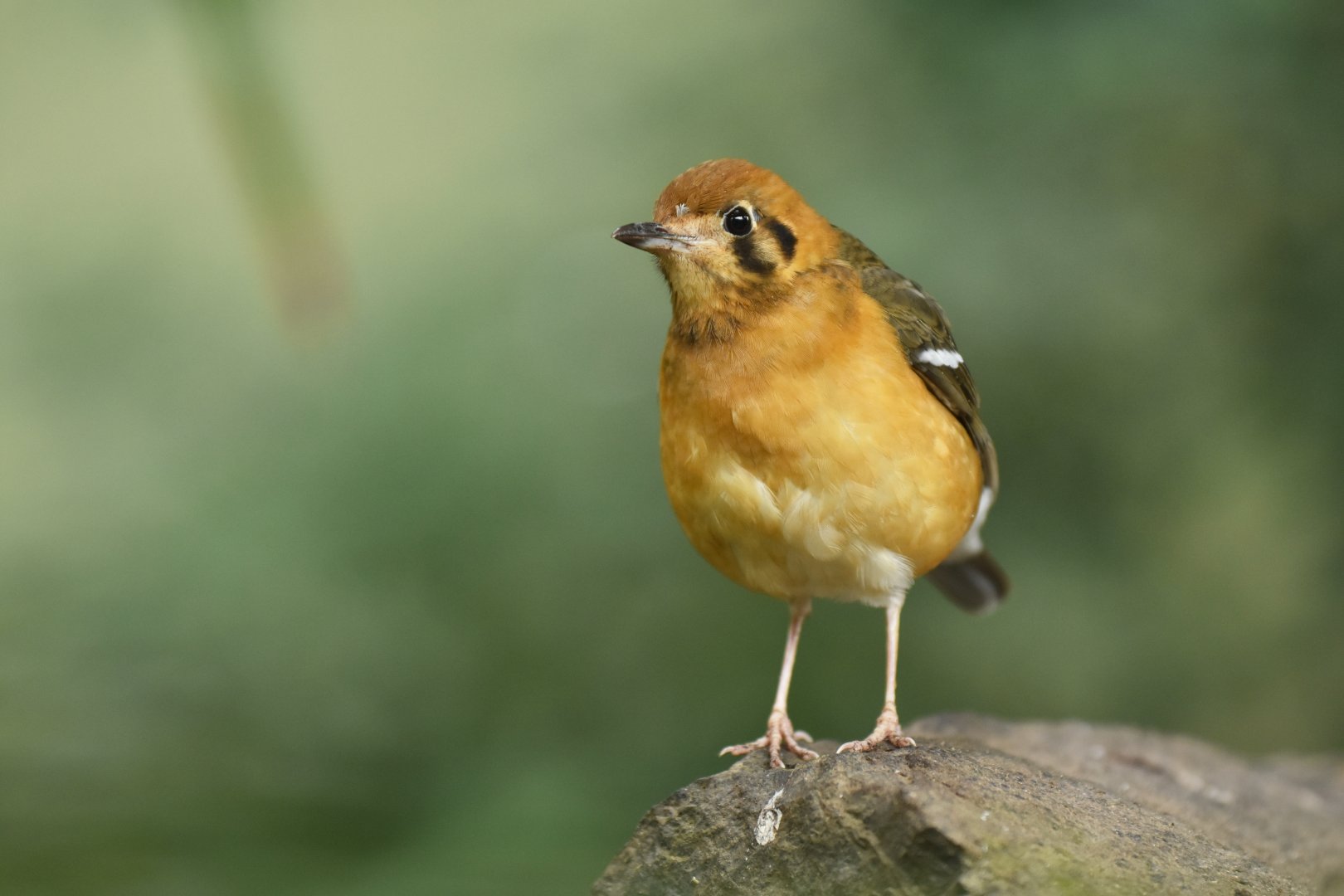 Orange-headed ground-thrush Geokichla citrina melli