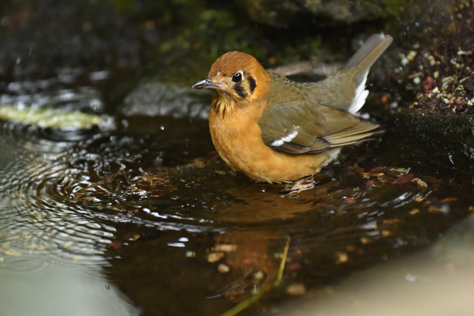 Orange-headed ground-thrush Geokichla citrina melli