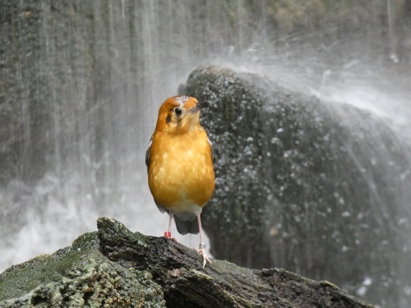 Orange-headed Ground Thrush in Tropical Realm