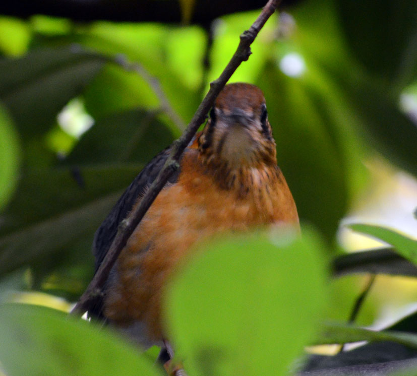 ORANGE-HEADED GROUND THRUSH