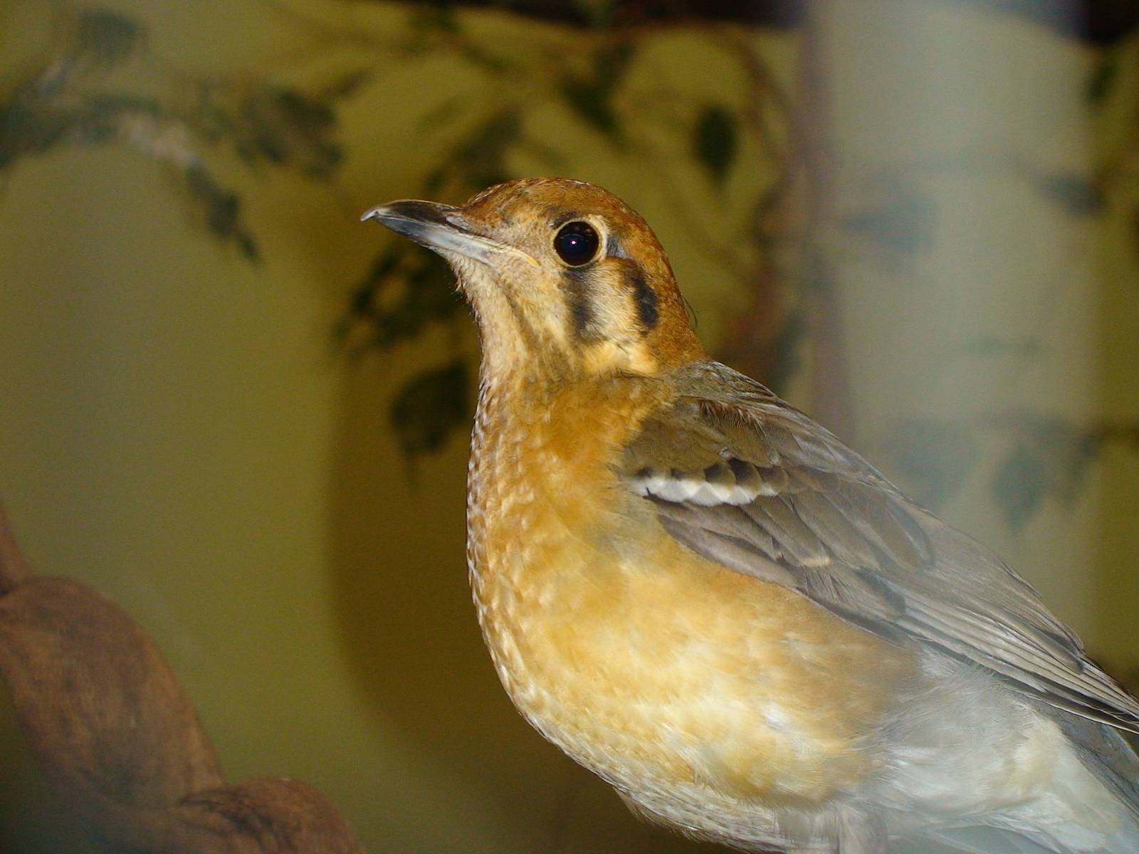Orange headed ground thrush