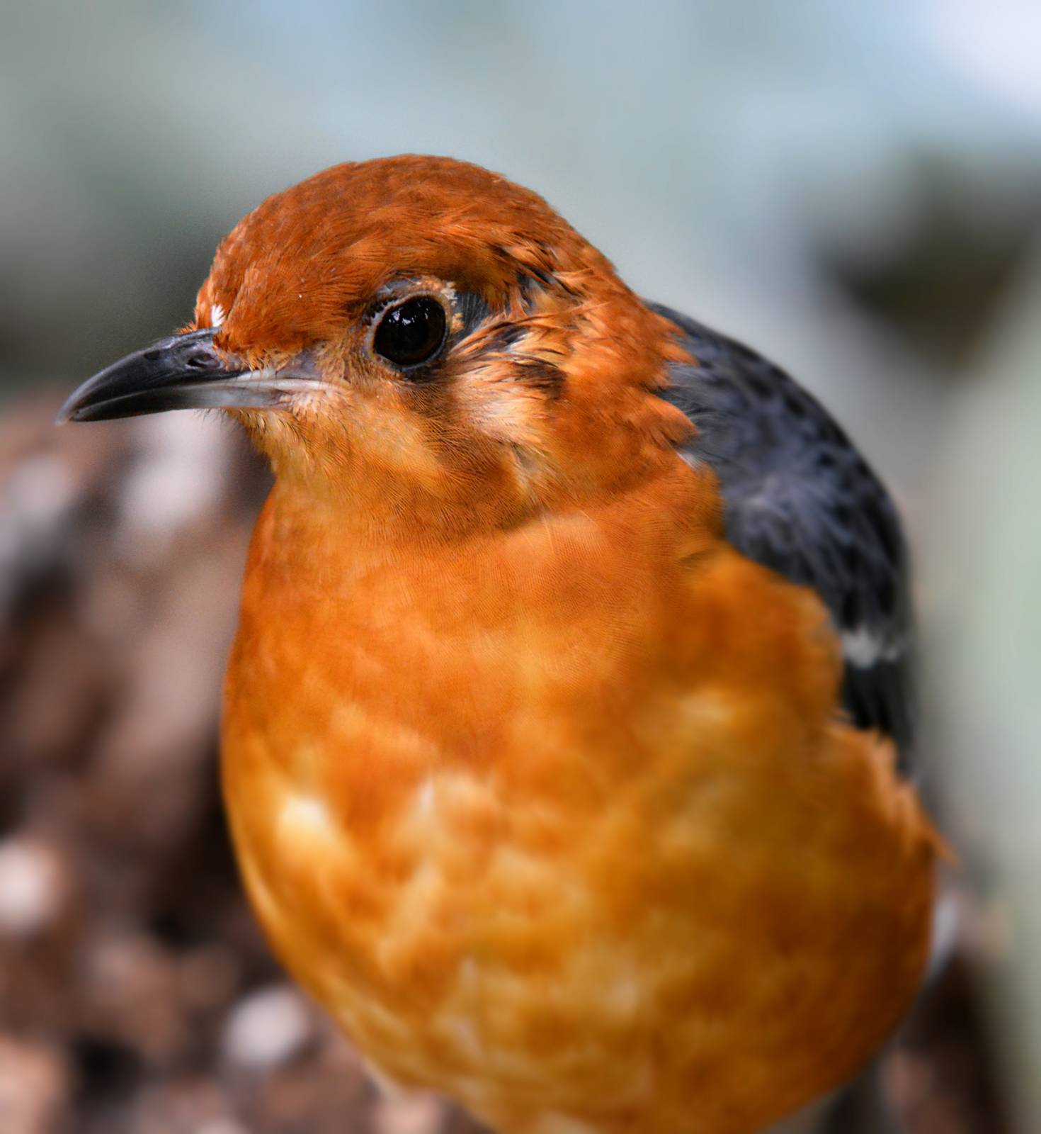 ORANGE HEADED GROUND THRUSH