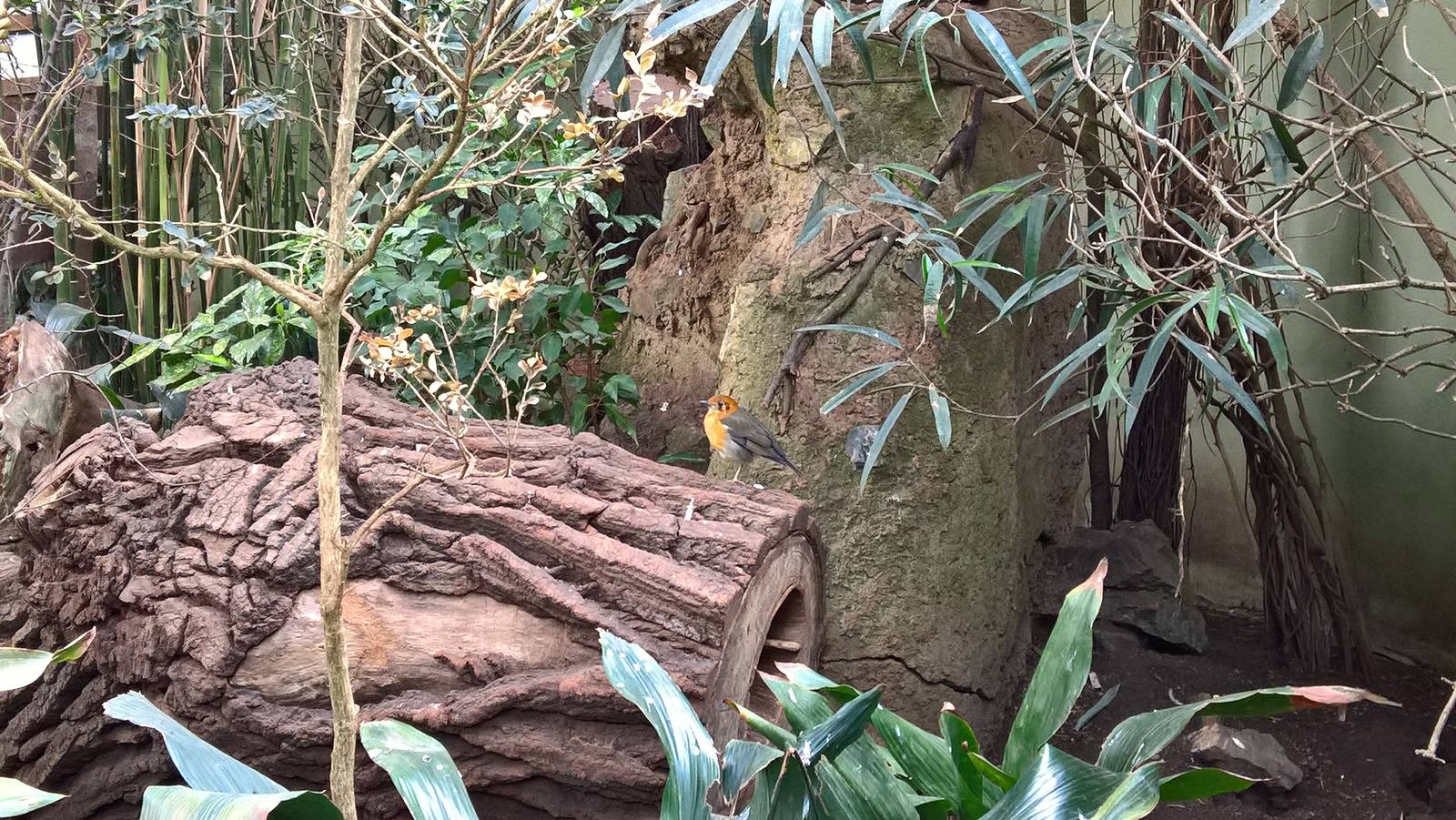 Orange-headed ground-thrush