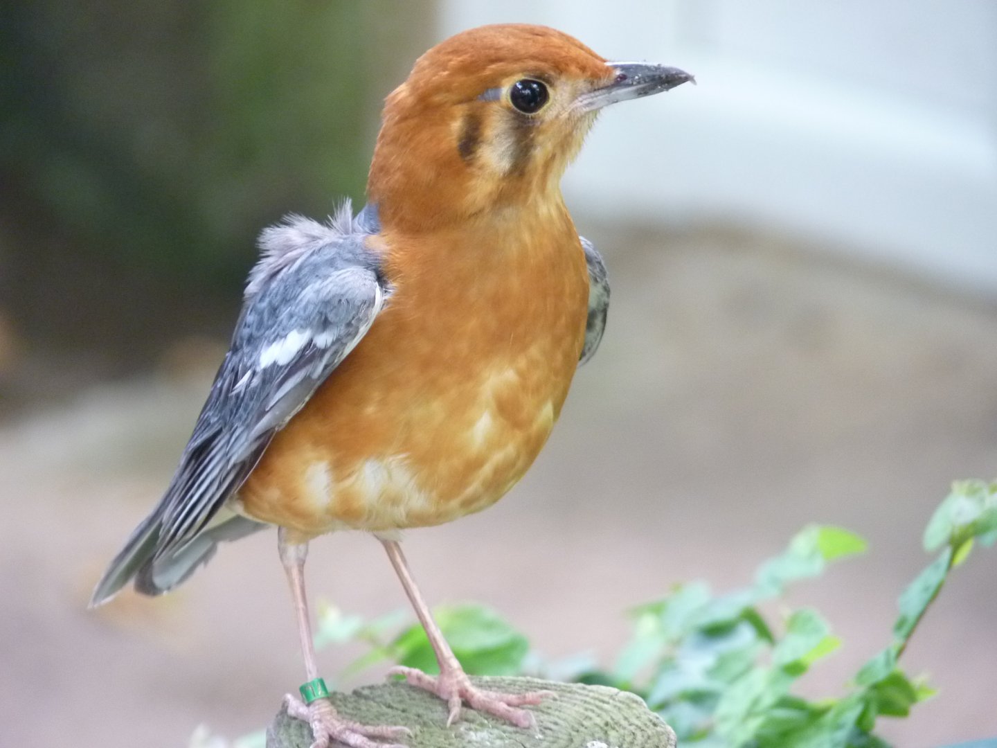 Orange headed ground thrush