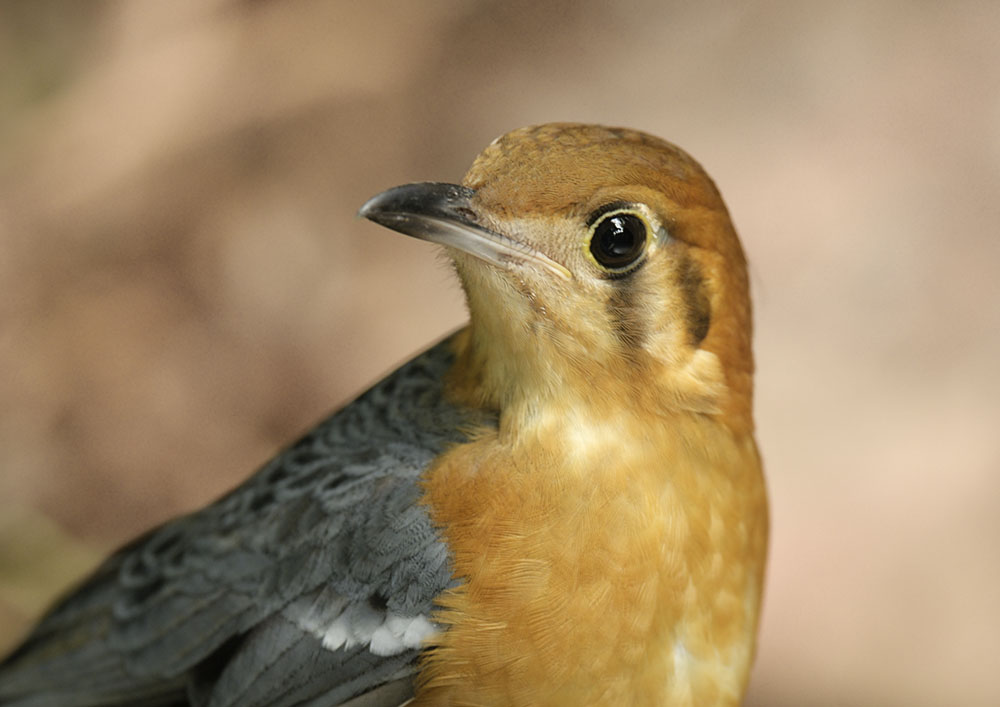 Orange-headed ground thrush