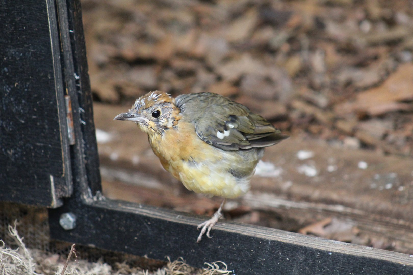 Orange-Headed Ground-Thrush