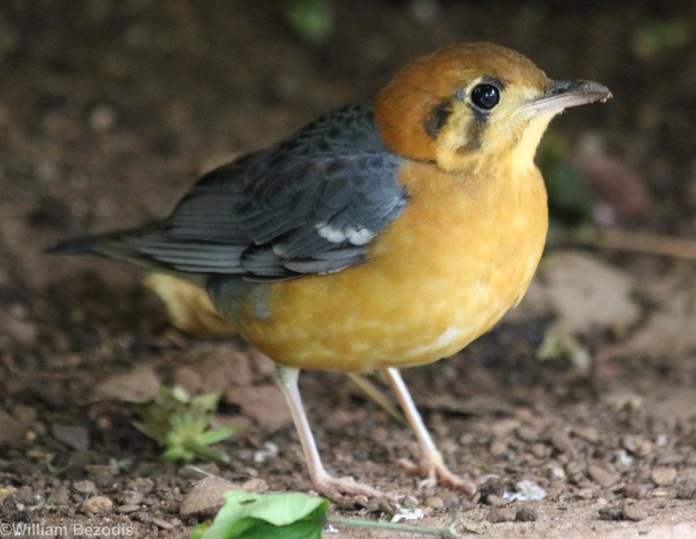 Orange-headed Ground-thrush