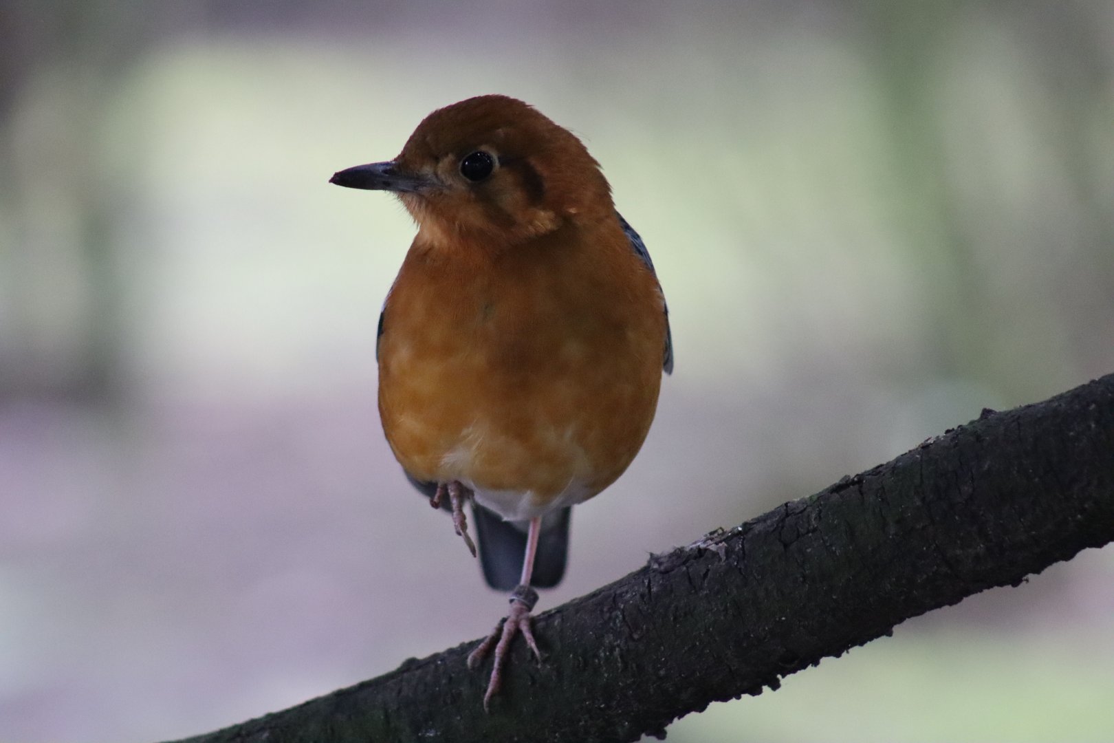 Orange-Headed Ground Thrush
