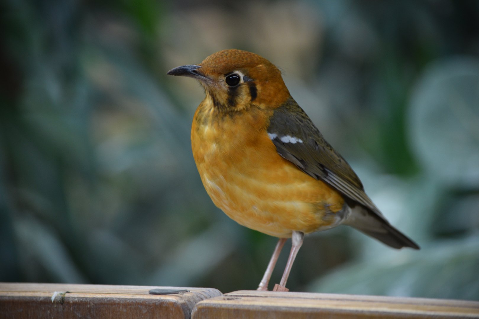 Orange-headed ground-thrush