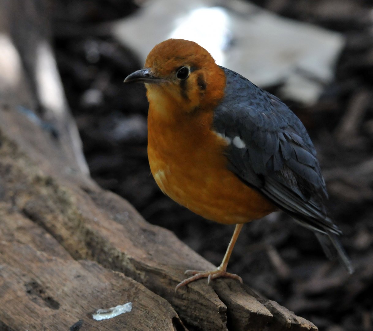 Orange headed groundthrush