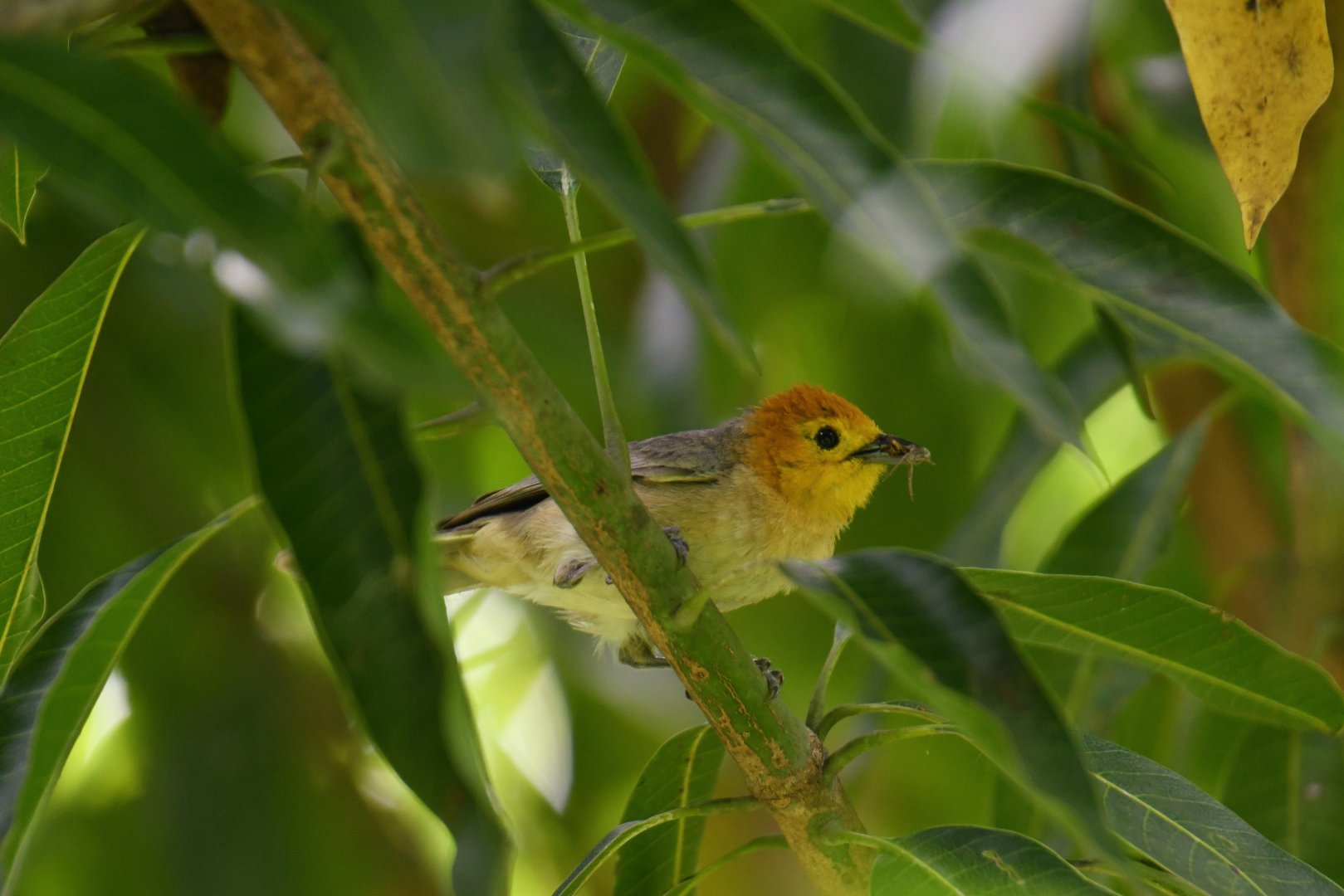 Orange-headed Tanager (Thlypopsis sordida)