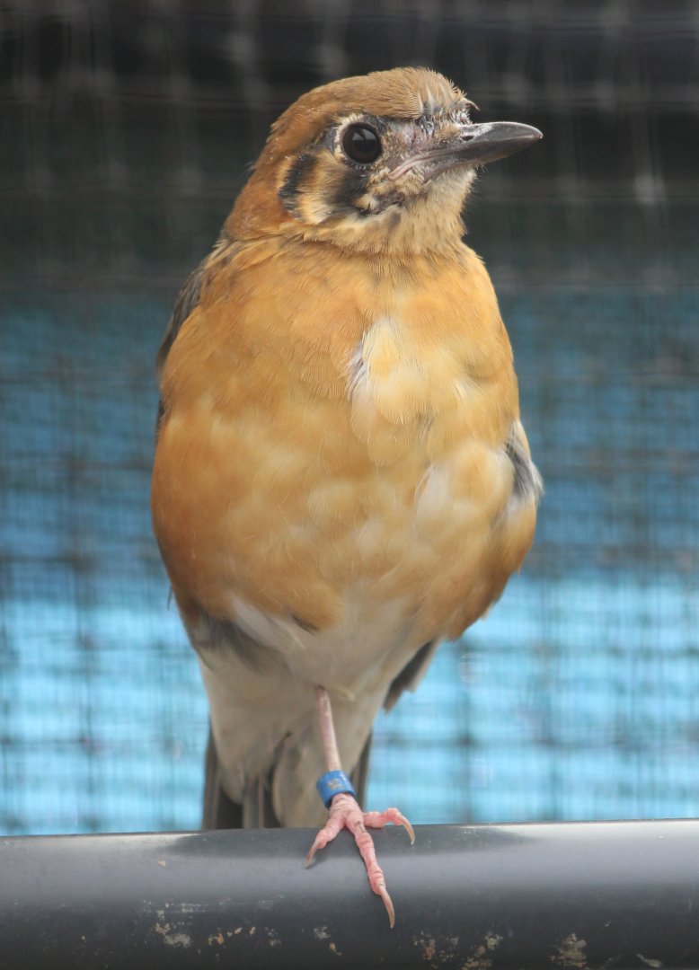 Orange-headed thrush - adult