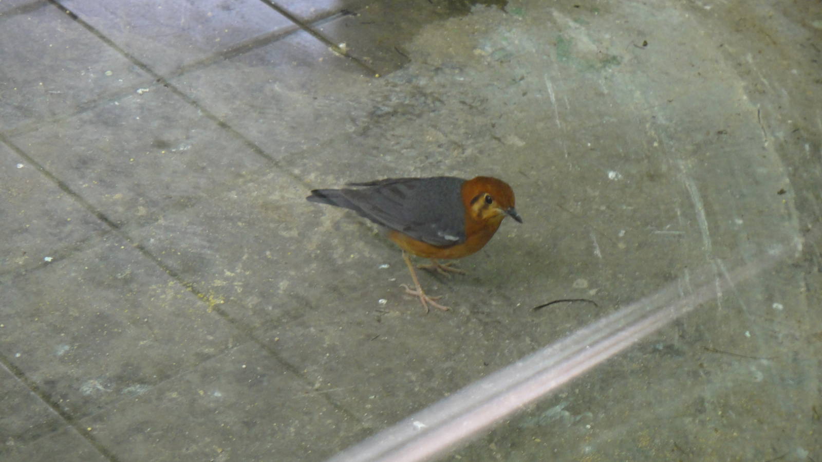 Orange-headed thrush at Shanghai zoo 2014-4-3