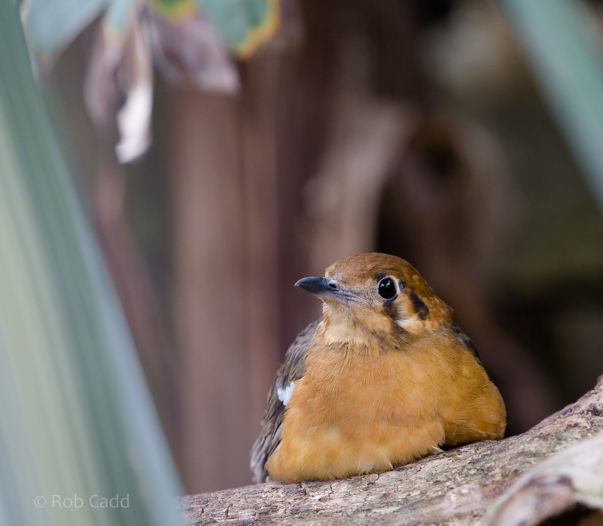 Orange-headed thrush : Cotswold WP : 12 Apr 2015