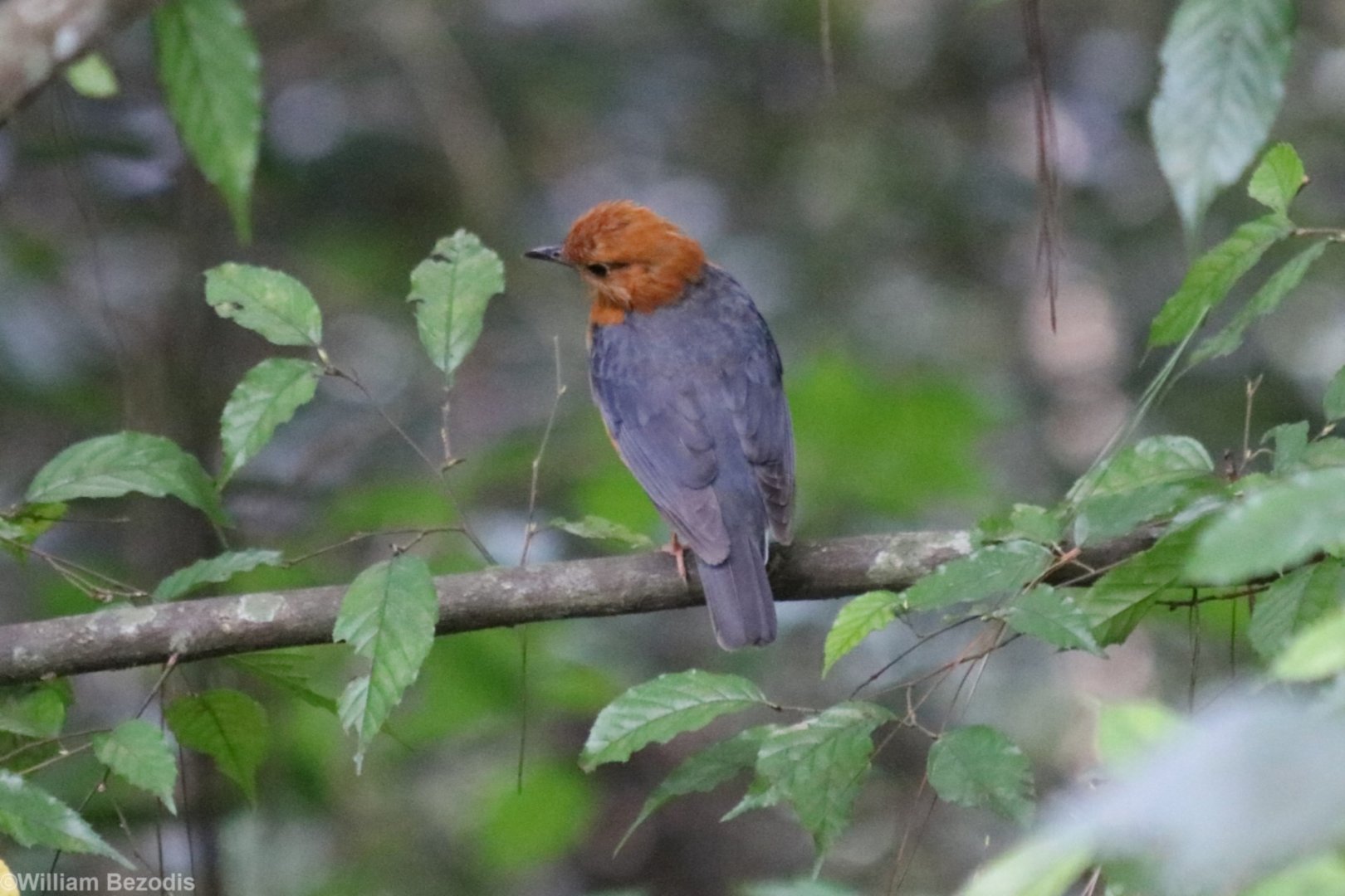 Orange-headed Thrush - Datanla