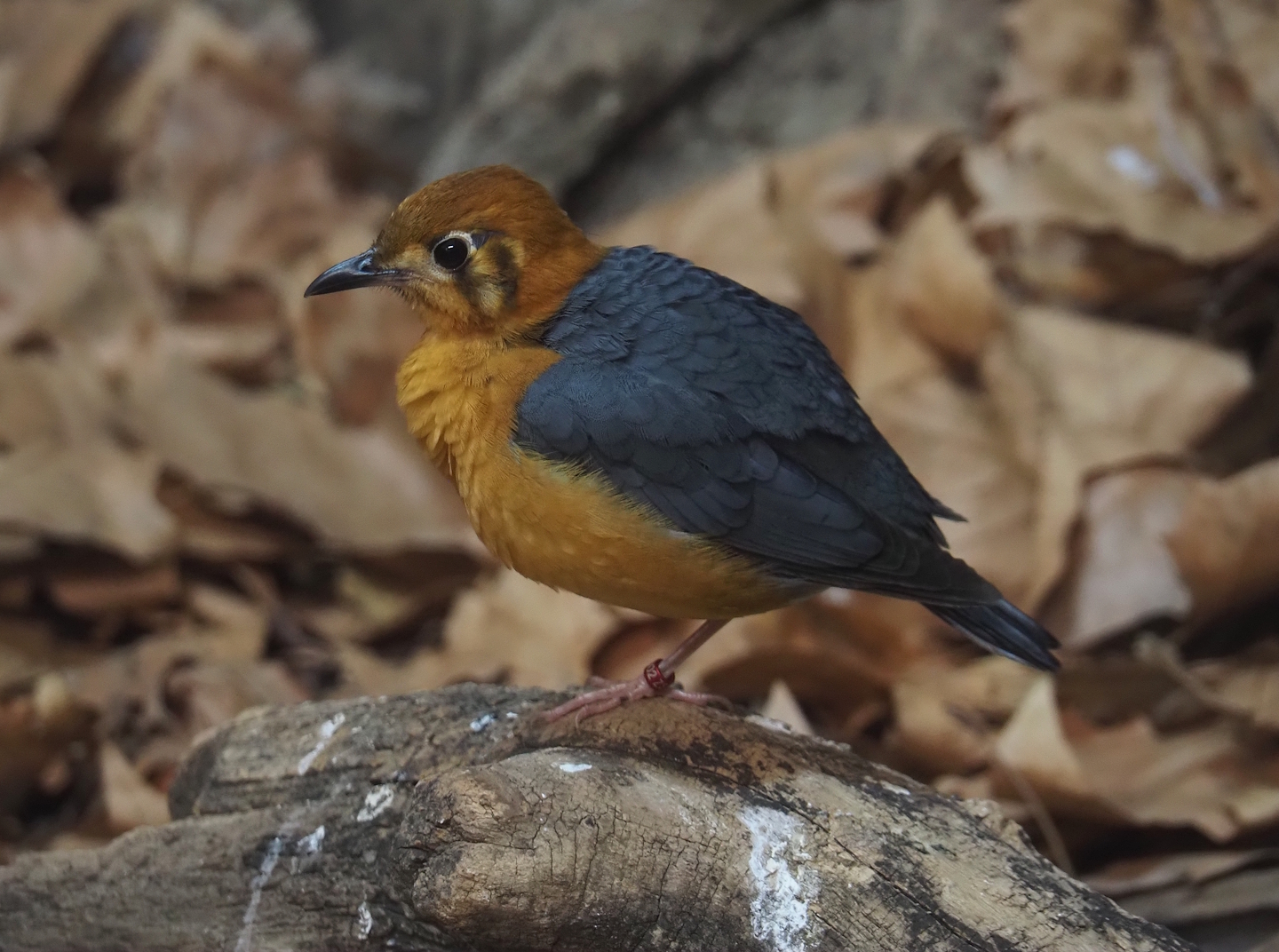 Orange-headed thrush (Geocichla citrina), 2025-11-30