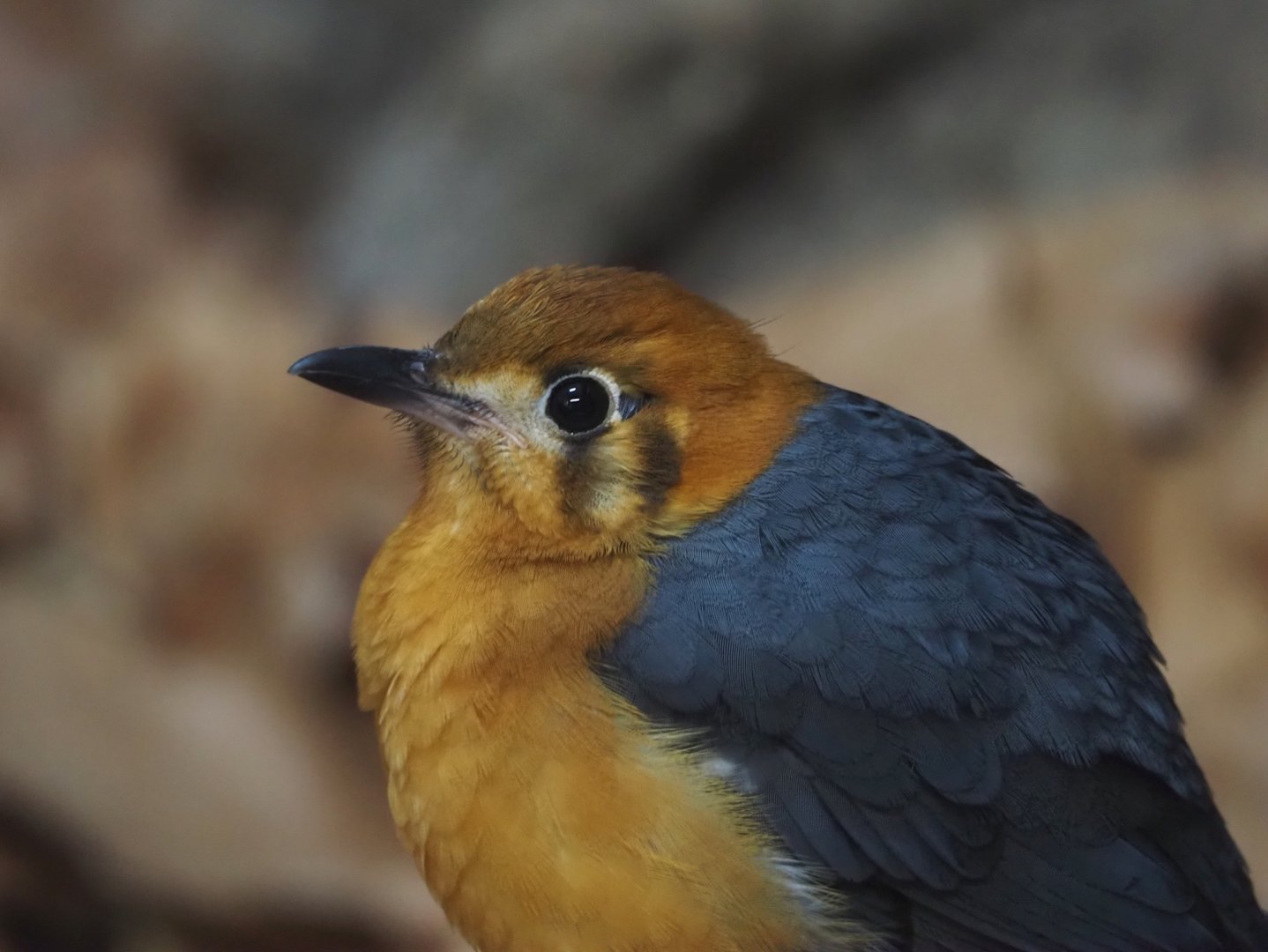 Orange-headed thrush (Geocichla citrina), 2025-11-30