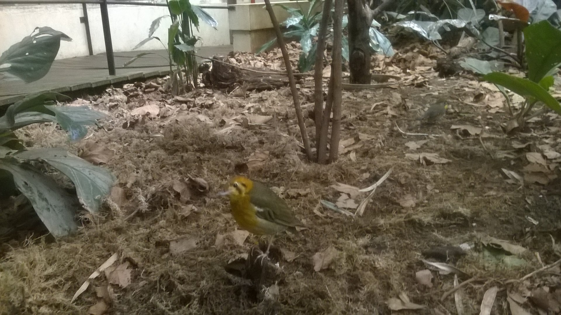 Orange-headed thrush (Geokichla citrina) in Blackburn Pavilion