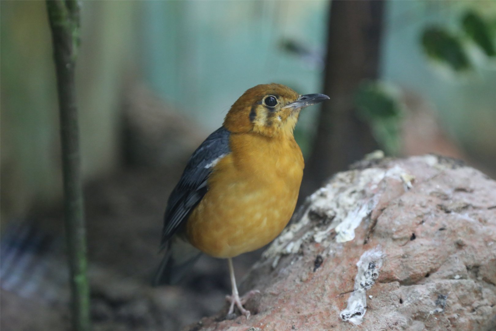 Orange-headed Thrush (Geokichla citrina), June 2015
