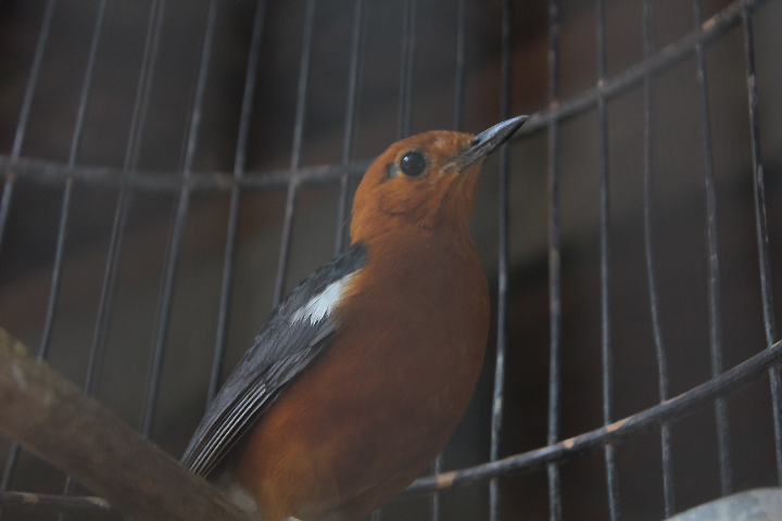 Orange-headed thrush (Geokichla citrina orientis)